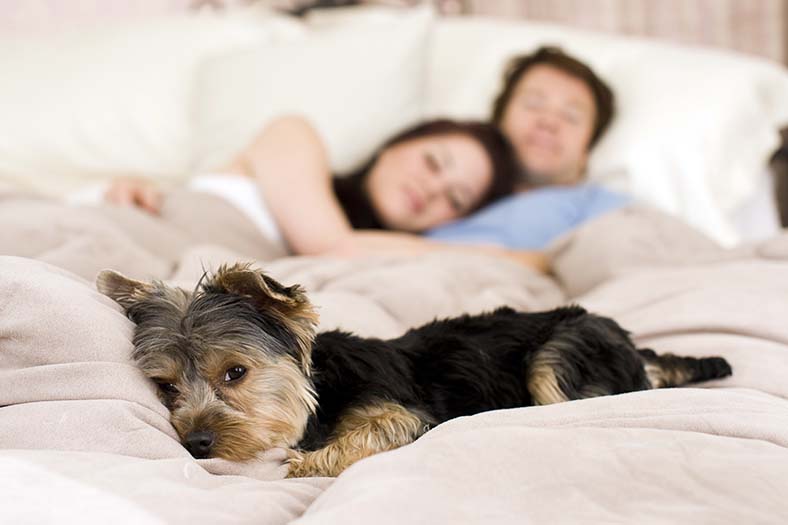 Happy couple laying in bed with their dog - focus on dog